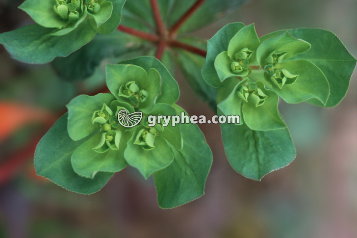 Euphorbe (Euphorbia sp.) - fleurs - gryphea.com